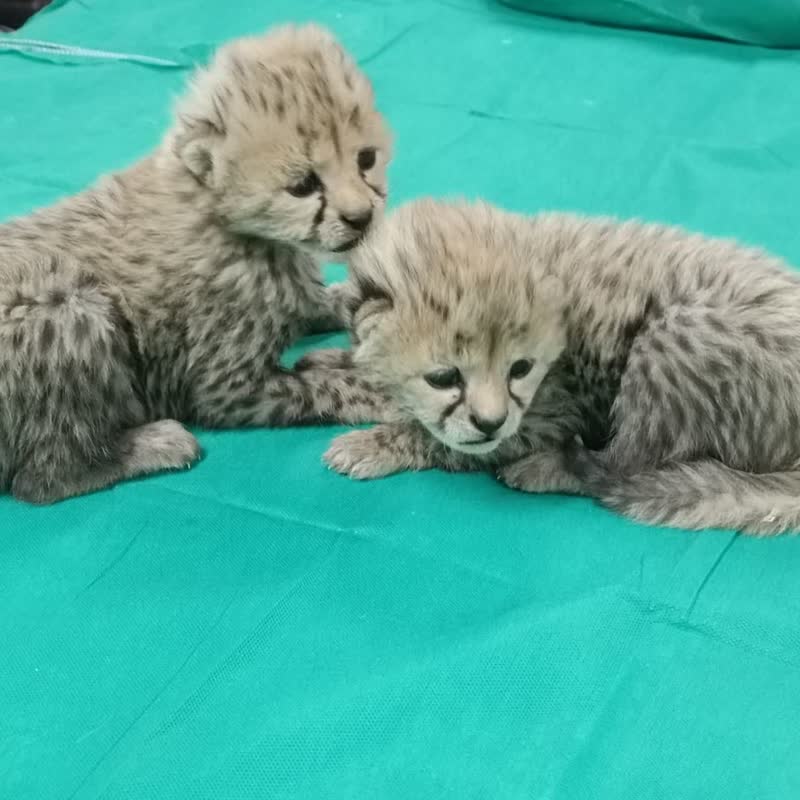 bfac1ed3 f3b2 42e4 bd85 66a32774405a