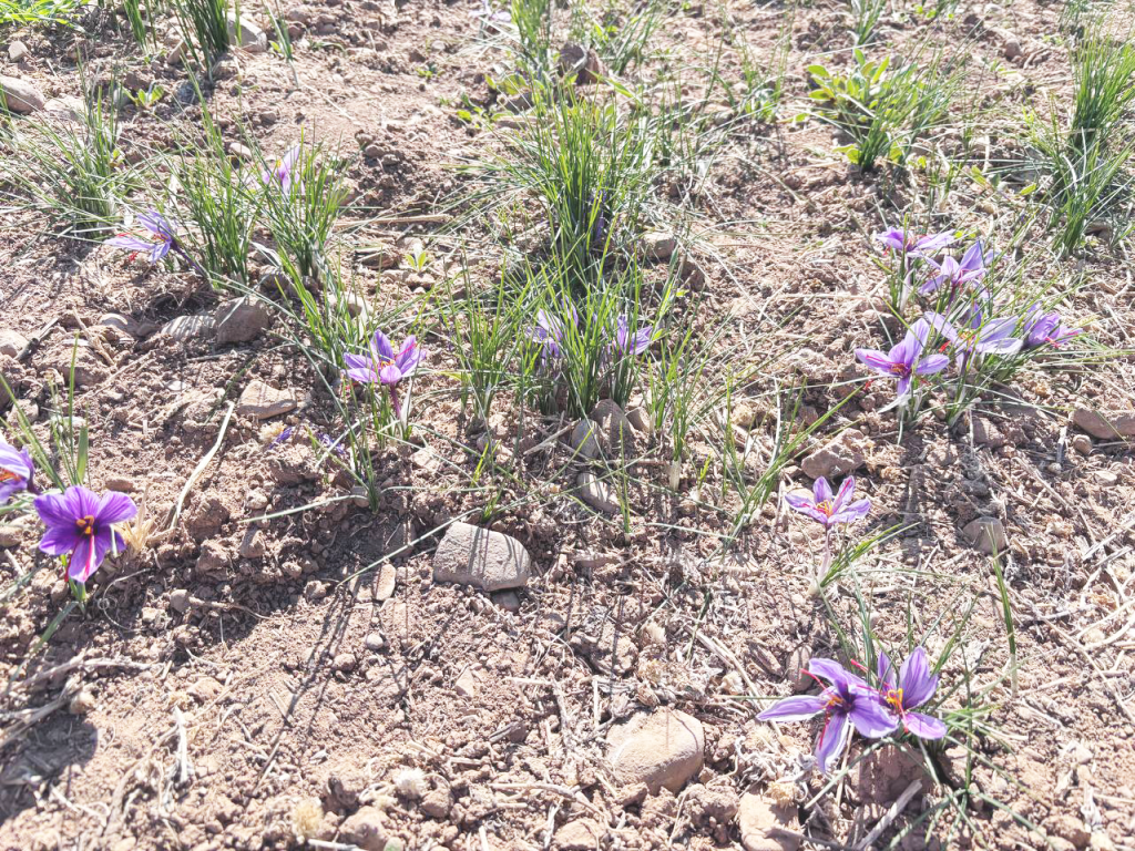 photo 2025 11 12 11 50 55